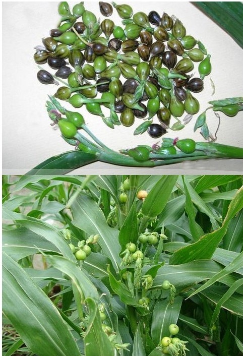 防蚊门帘 串珠门帘夏季草珠门帘草珠门帘防蚊草珠子门帘*防蚊风水草