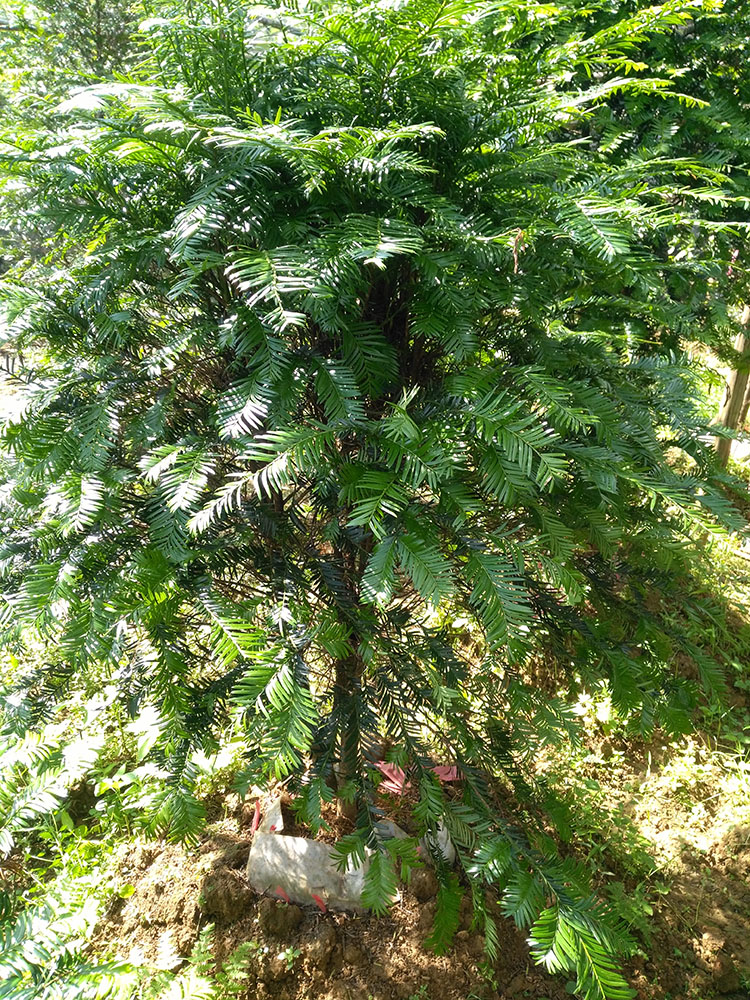 南方红豆杉大树苗植物地栽盆栽正宗绿化别墅庭院室内种大型红豆杉