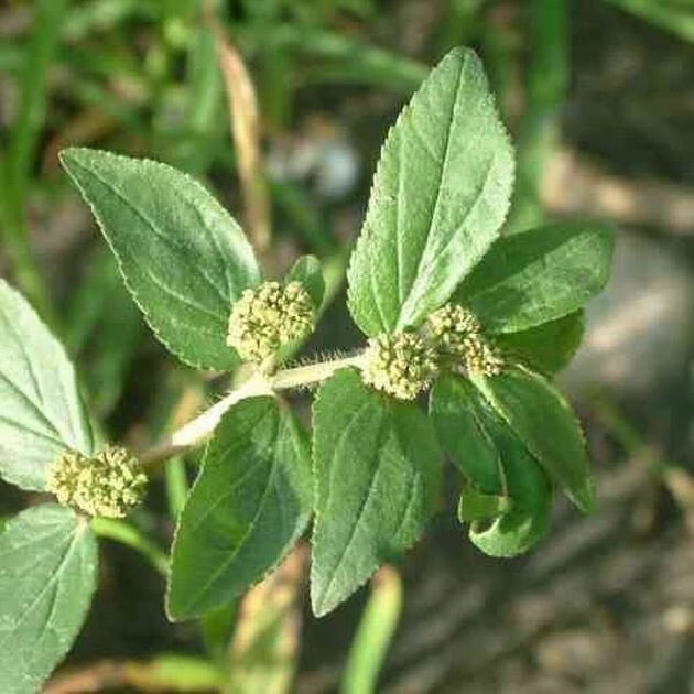 有仁堂 野牲新鲜草药大飞扬草 大乳汁草青热清毒止泻 1000g【图片