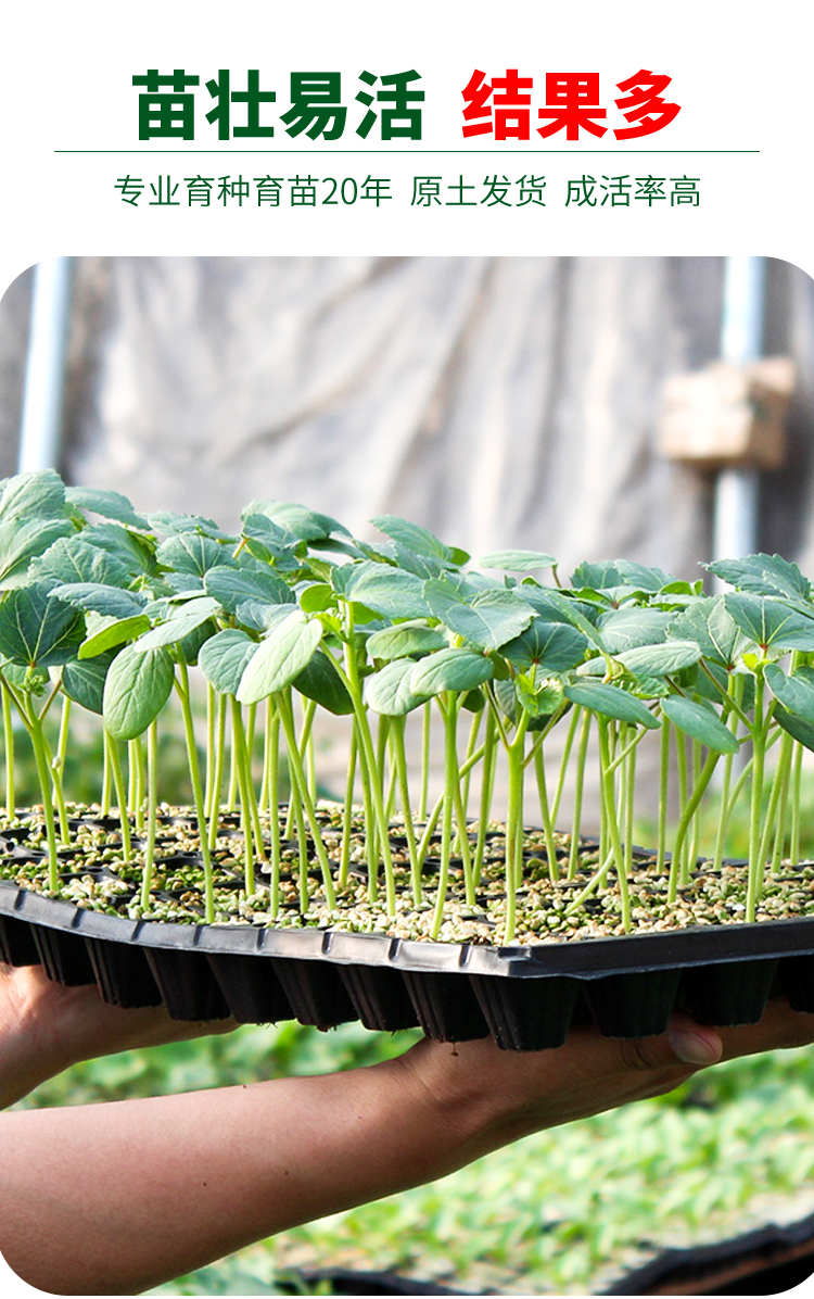 黎昕黄秋葵种子种籽苗高产水果四季盆栽红蔬菜种苗孑农家幼苗蔬莱秧黄