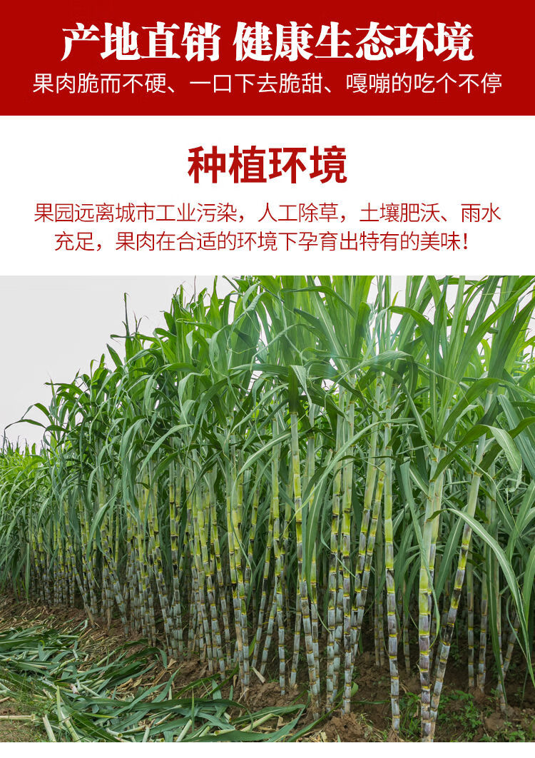 青皮甘蔗新鲜中段应季孕妇水果批发绿皮当季特产非广西黑皮甘蔗优选中