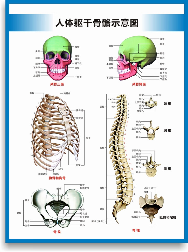 全身人体骨骼图解剖图结构图人体运动系统图高清医学医院诊所挂图