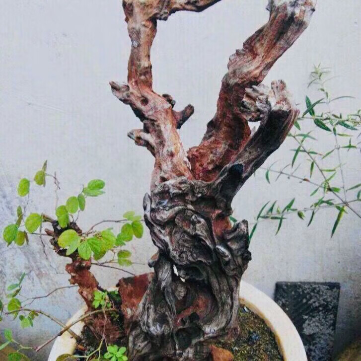 羊蹄甲金丝老桩花卉绿植盆景盆栽庭院四季常青舍利碳化镂空麦桑荷
