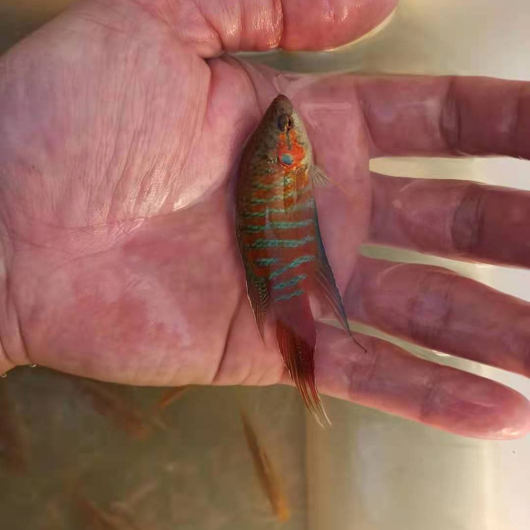 中国斗鱼活鱼活体好养耐活斗鱼苗冷水淡水观赏鱼普叉不换水改良鱼 3-5