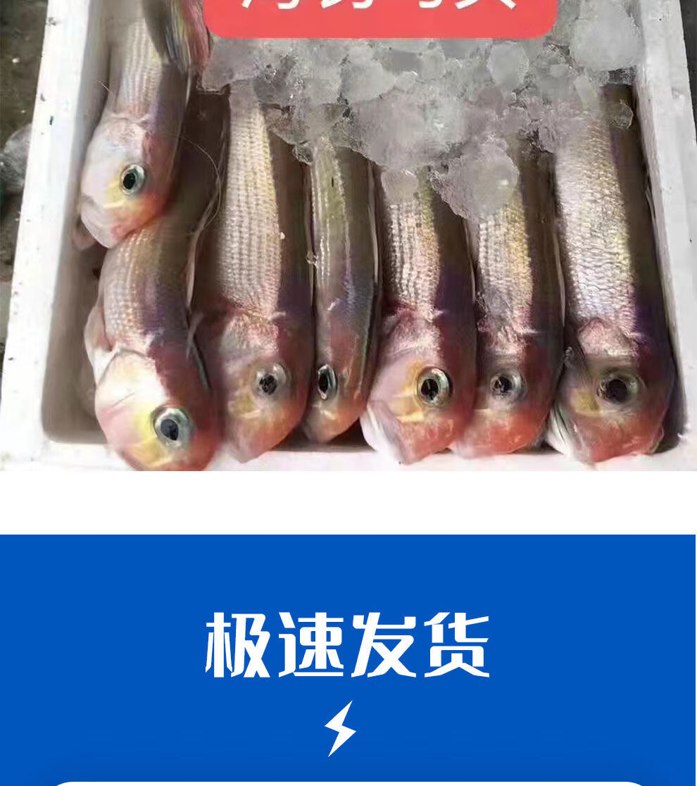 天然马头鱼鲜活冷冻海鲜深海甘鲷鱼斧头鱼水产厂家批发海钓腾旺纳跃3