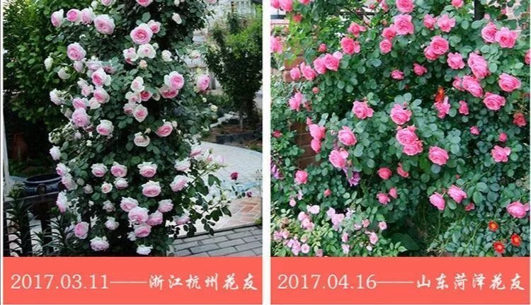 12，薔薇花苗藤本月季特大花樹庭院爬藤植物陽台花卉玫瑰盆栽四季開花 自由精神 四季開花 大花 濃香 小苗高度10-15厘米高營養鉢苗