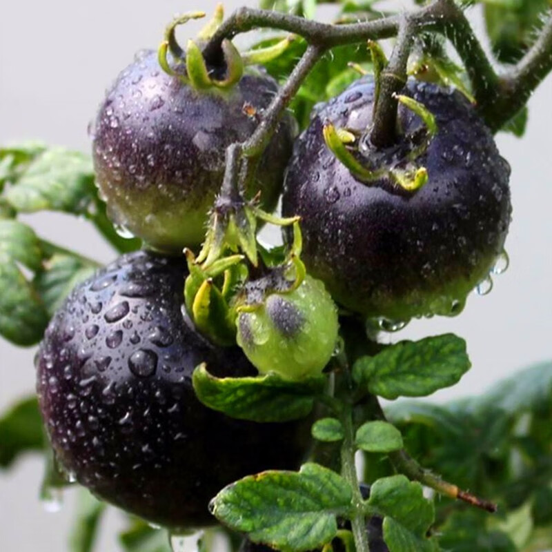 黑宝石番茄种子四季播种黑珍珠西红柿籽庭院阳台盆栽蔬菜种子原厂彩包