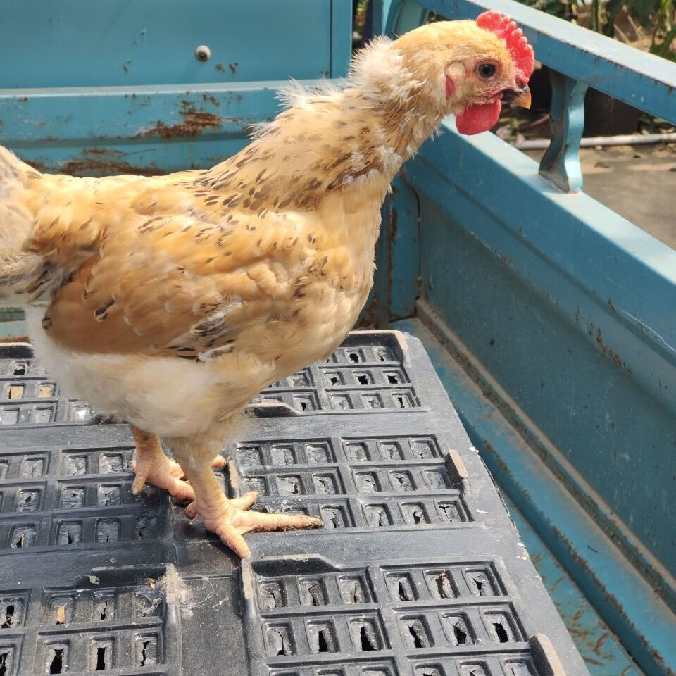 顺丰发货脱温鸡活苗大种肉鸡k9线鸡阉鸡活体九斤红大公鸡黑鸡麻鸡土鸡