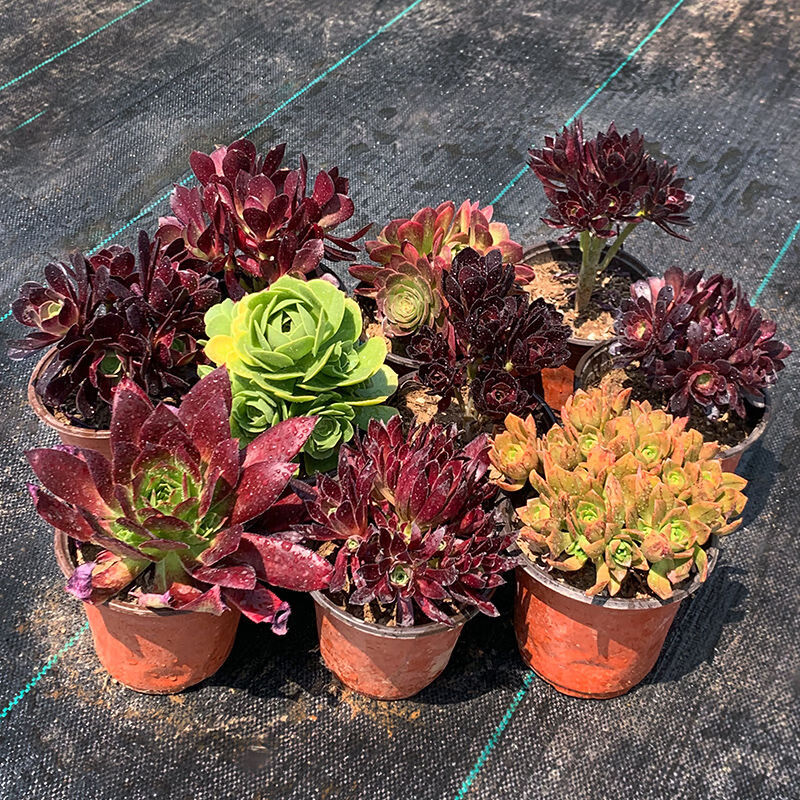 黑铜壶法师室内老桩大棚批发直发多头清仓组合欧紫万圣节紫羊绒 活动