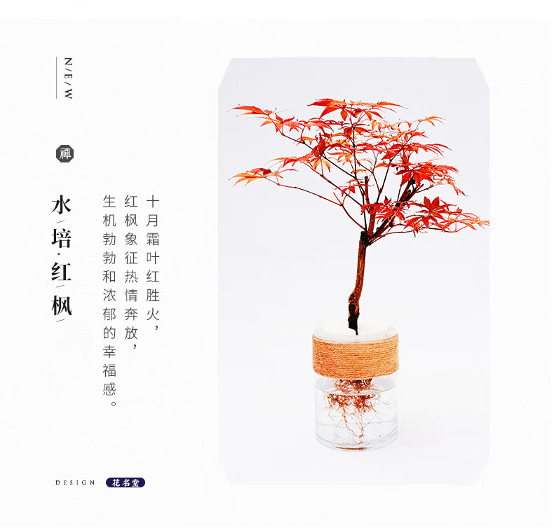 麦桑荷水培红枫树苗盆景绿植物水养老桩中国红舞姬日本盆栽办公室内