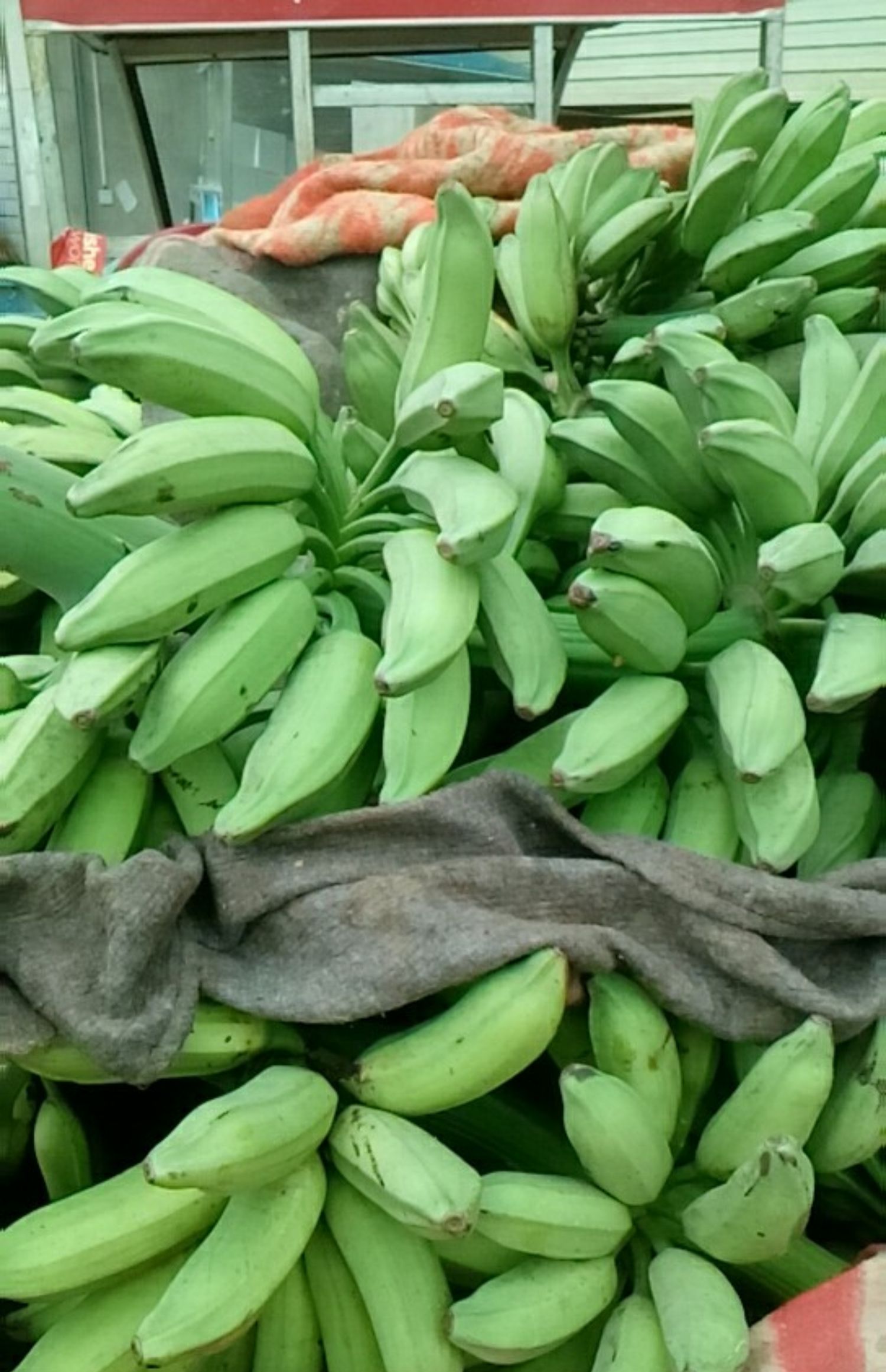 广西大芭蕉牛蕉牛角蕉广东大蕉酸香蕉酸甜大芭焦巴蕉非蕉粉蕉 5斤