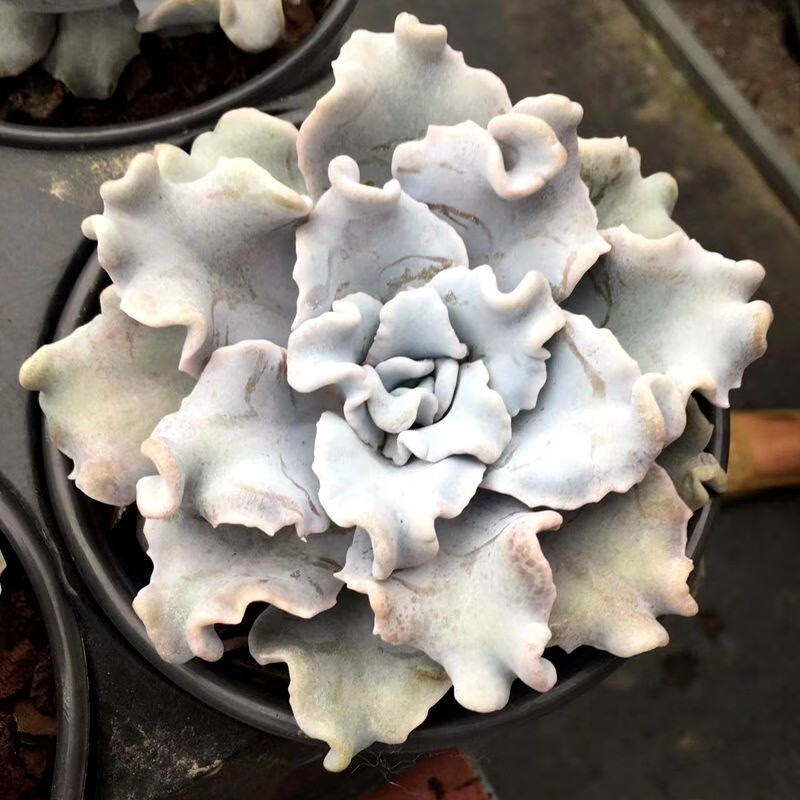 多肉盆栽 芭蕾舞者 白饺子皮 多肉植物实拍图.