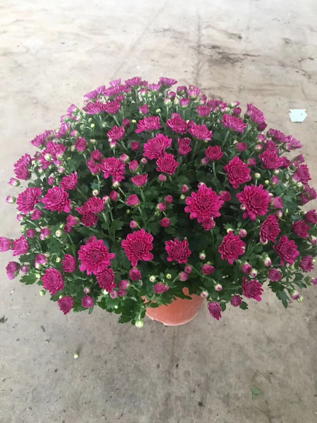 四季雏菊千头菊小雏菊花苗庭院阳台花卉菊花盆栽多年生宿根花植物粉色