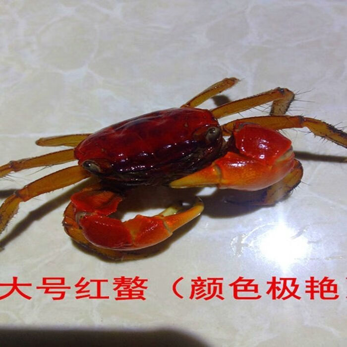 泰国相手蟹淡水蟹观赏蟹活体宠物蟹红螃蟹发财蟹红螯大号相守蟹3只