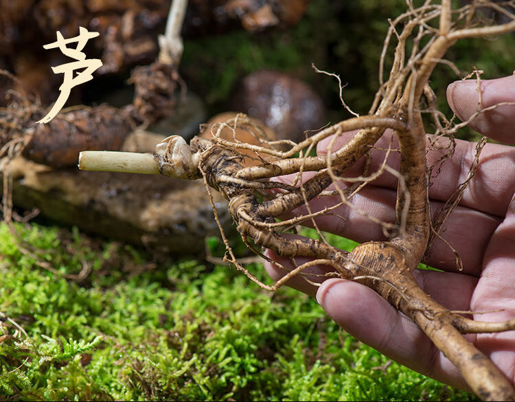 老山参千年鲜人参长白山东北人参野山参新鲜林下参矷山参泡酒 微残参3