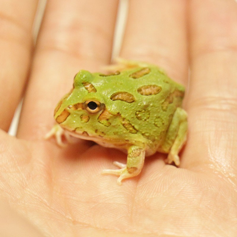 麦叮卡 角青蛙活体宠物青蛙绿角的蛙蝌蚪黄金蛙活物蝴蝶蛙钟蛙霸王蛙
