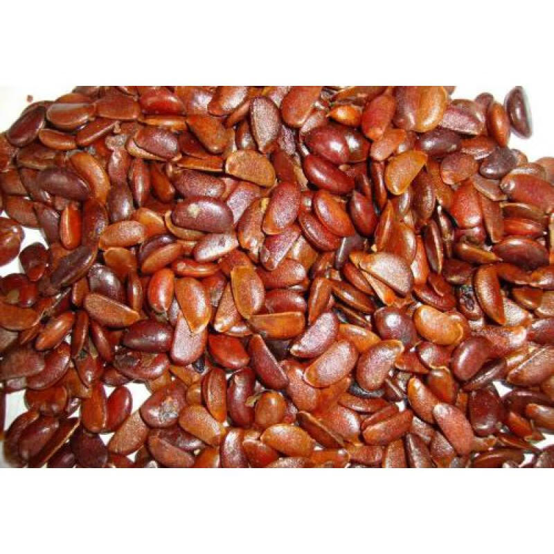 软枣种子黑枣牛奶柿牛奶枣野柿子种子君迁子种子柿子树种子黑枣半斤