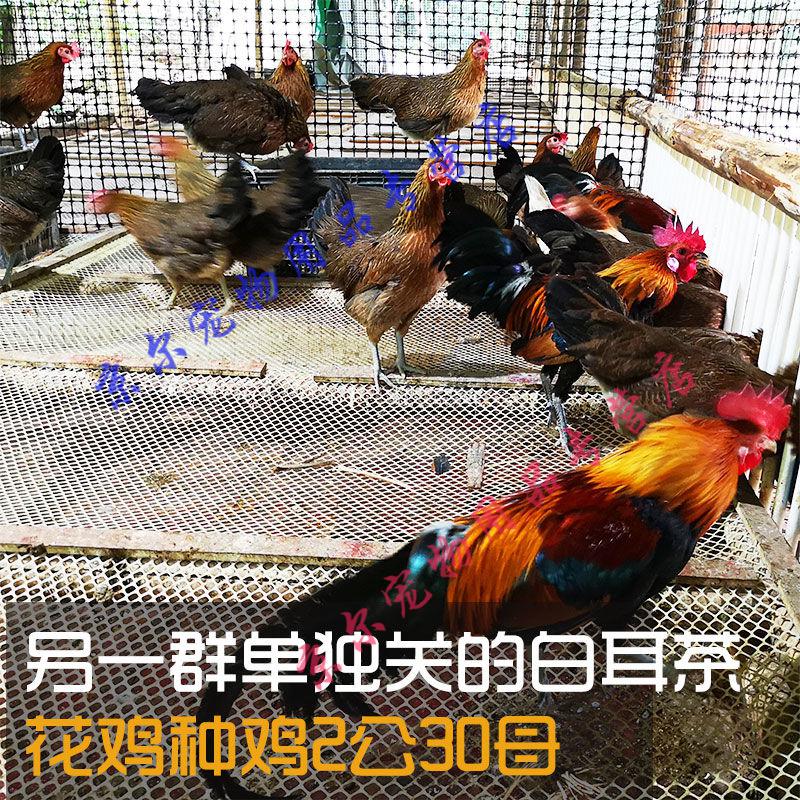 天弗 纯种海南茶花鸡云南红耳杂茶花蛋受精蛋原种茶