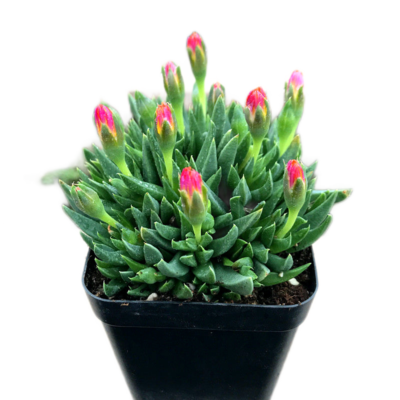 花络阁若歌诗照波因地卡枝干番杏多头群生的多肉植物若歌诗