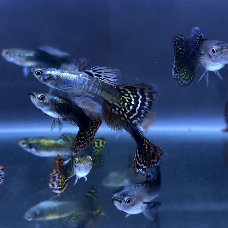 杂袍孔雀鱼精品观赏鱼活体鱼小型热带鱼灯科鱼斑马鱼淡水冷水 精品花