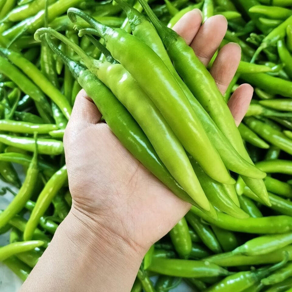 杭椒新鲜薄皮青椒特辣超辣小米辣新鲜老品种杭椒蔬菜 3斤手工精选【微