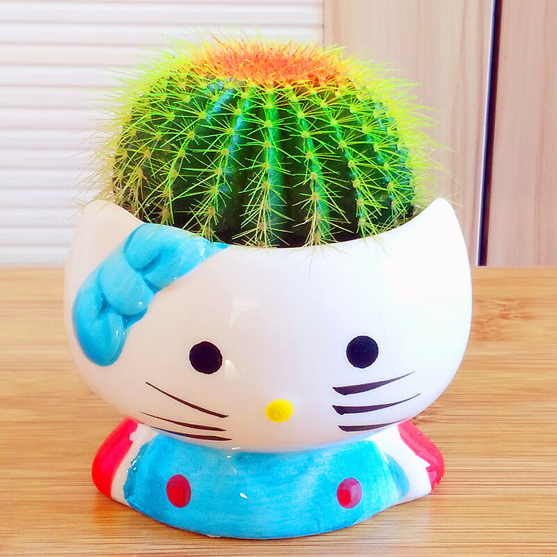 仙人球 多肉植物盆栽 仙人掌 办公室盆景桌面小绿植 青蛙王子 金冠 含