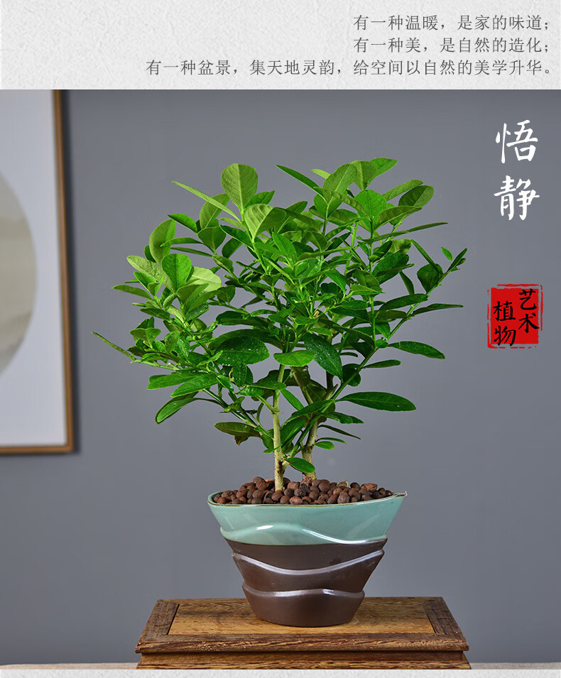 香水柠檬盆栽网红趣味桌面绿植盆景室内庭院阳台柠檬树好养植物dw三愿