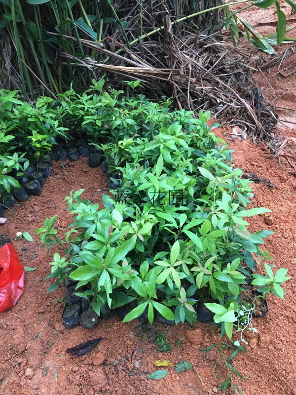 姜芮小叶桢楠苗 四川金丝楠木树苗 名贵树苗 沉香树苗树苗 海南:20cm