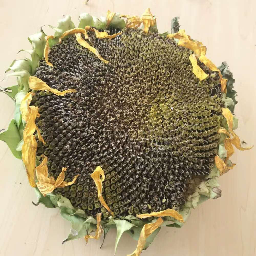 有仁堂 葵花盘吉林盐碱地无硫向日葵花盘整个中药材干向日葵花盘粉批