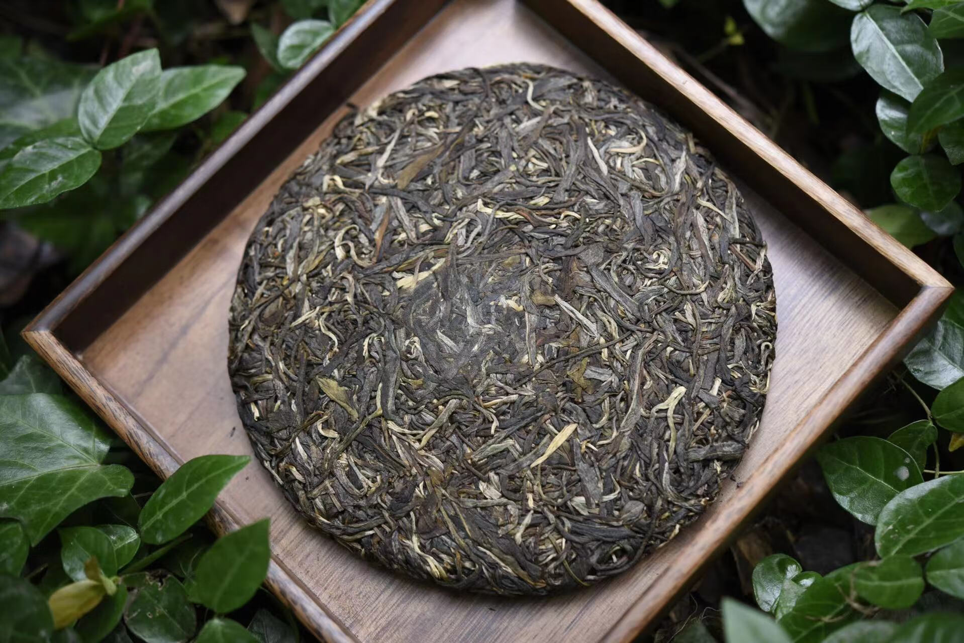 常宏烨忙肺茶饼357g普洱生茶2021年古树纯料头春忙肺普洱生茶饼茶357g