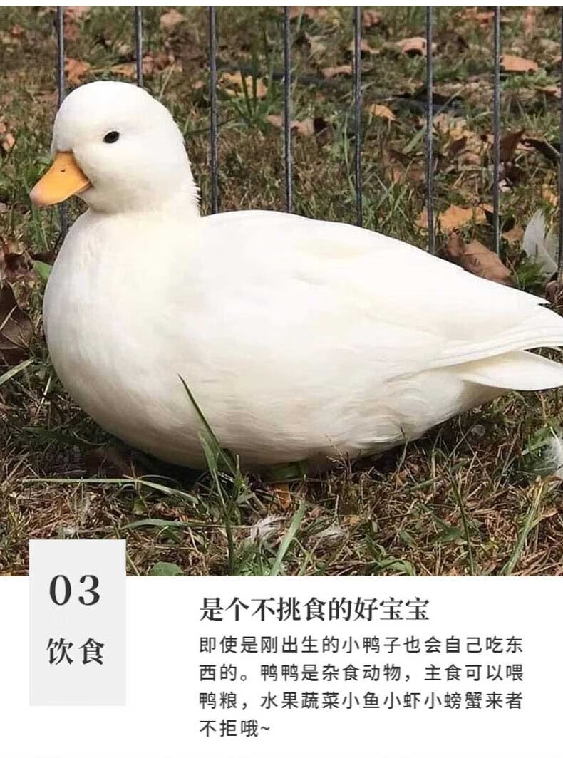 易萌柯尔鸭活物纯种鸭苗宠物鸭子柯尔鸭幼崽受精蛋可孵化小黄鸭柯尔鸭