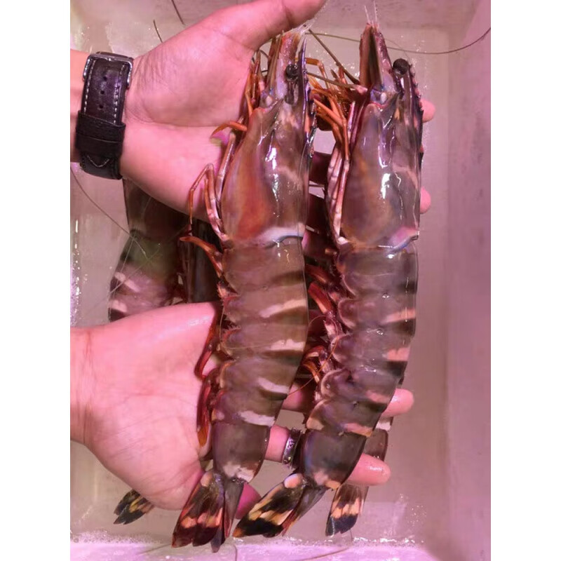 黑虎虾老虎虾鲜活虾巨型海虾水产鲜活海鲜冻虾新鲜斑节虾 1000g 25-27