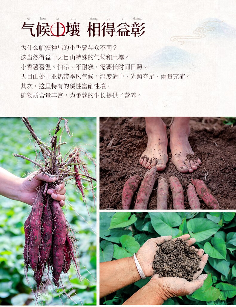 新鲜临安天目山小香薯5斤小红薯农家自种紫薯地瓜山芋板栗番薯 5斤