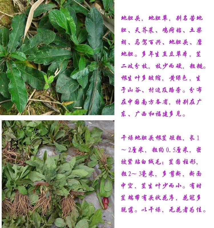 苦胆草的作用与功效图片