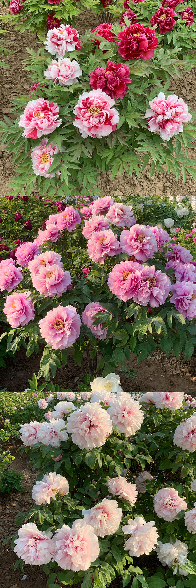 菏泽正宗真品观赏牡丹芍药洛阳花苗七年大苗重瓣多层盆栽地栽花卉百园