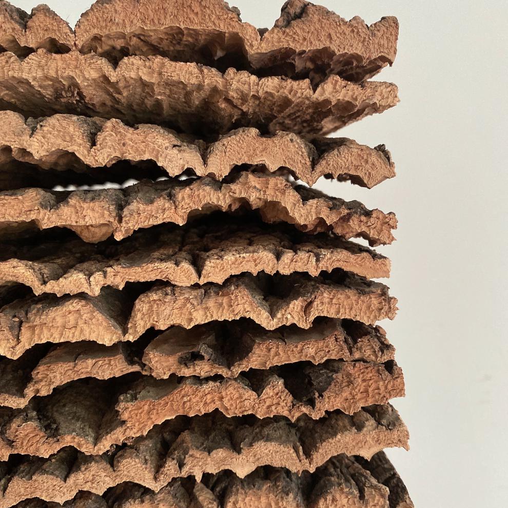 新型香槟树皮 香槟树 爬宠专用植物定植 空气凤梨底座 爬宠造景 园艺