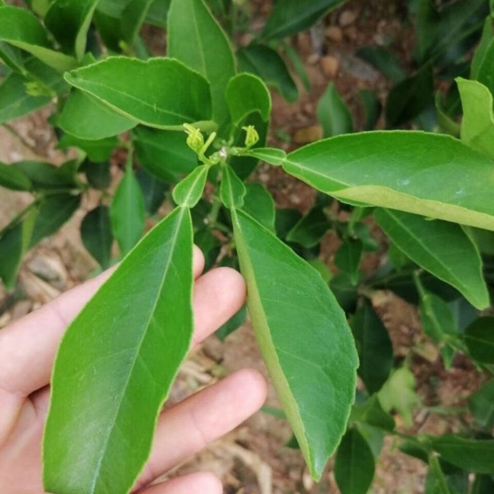 江影清新品种长叶香橙苗长叶香橙树苗嫁接橙苗母本枝条留树时间长耐