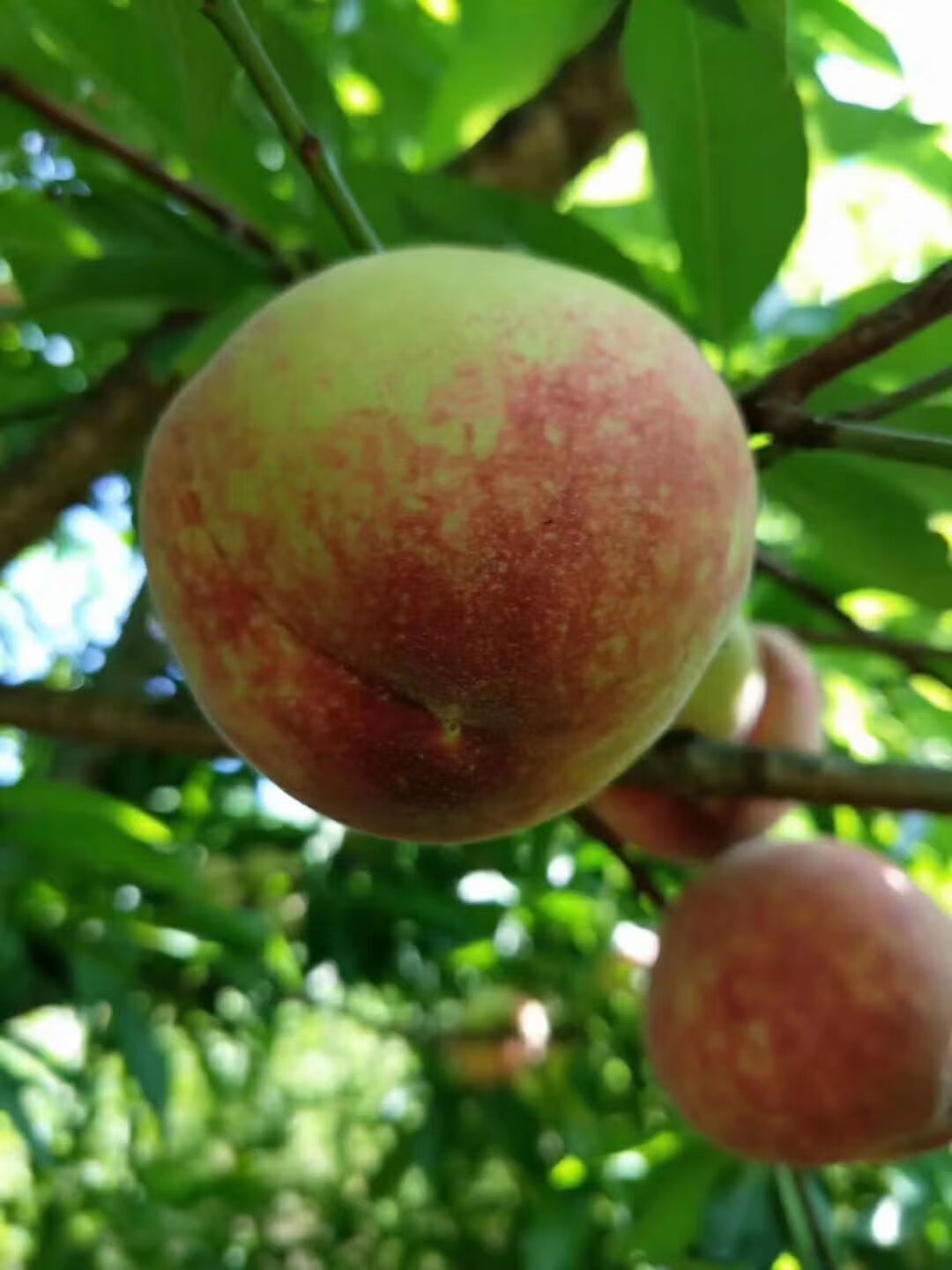 贵州百花桃深山新鲜桃子四月桃脱核桃山桃水密桃顺丰 4000g 精选礼品