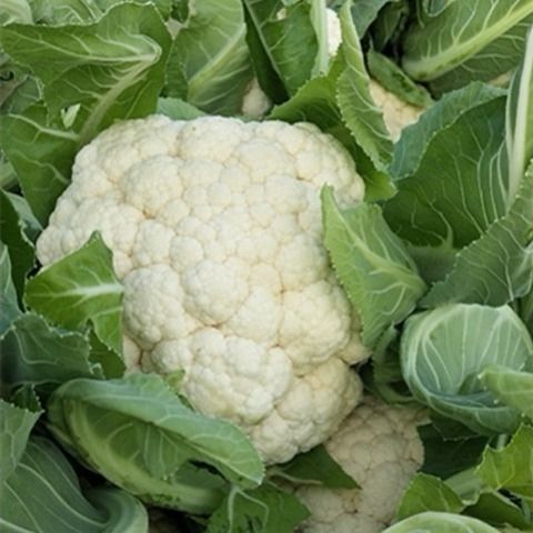 【精选s级】菜花新鲜现摘现发散花菜花椰菜花时令蔬菜白花菜2/3/5斤