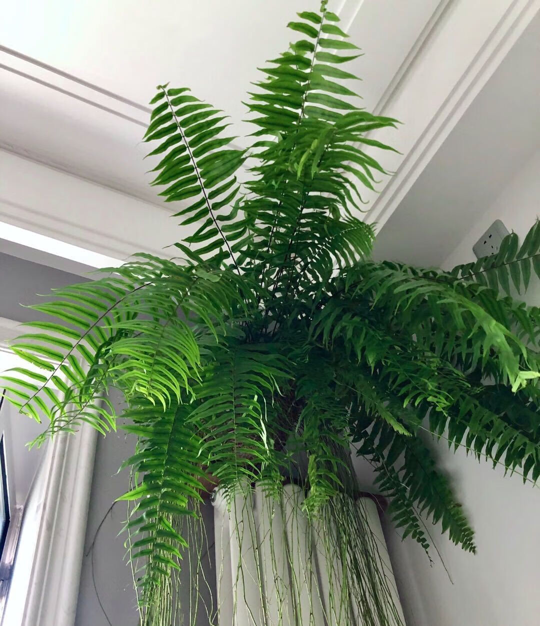 【送货上门】霸王蕨波士顿蕨大盆长叶垂吊蕨肾蕨客厅室内盆栽雨林绿植