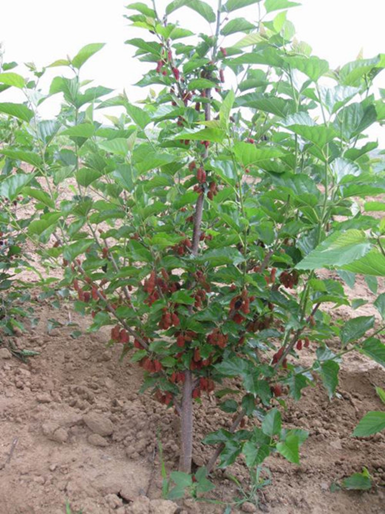 一名花匠桑果树苗盆栽四季果桑苗无籽大十桑葚长果桑南方北方种植庭院