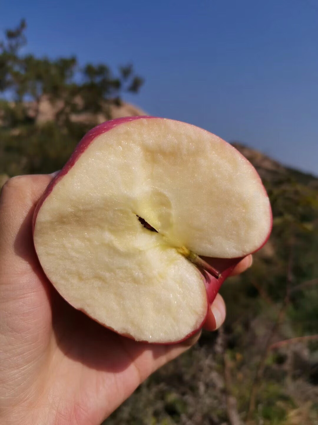 烟台老品种印度青印东 艮 非王林纯甜糖心绿丑苹果10斤自家产 9斤
