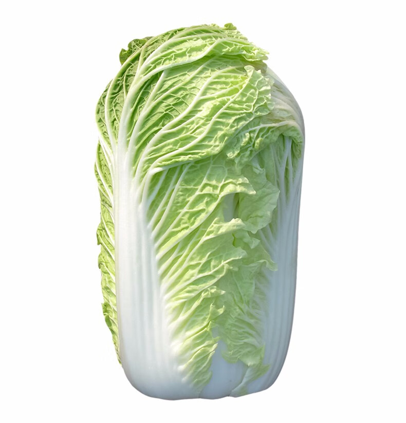耐热大白菜种子夏阳 夏季越夏耐热50天 早熟蔬菜 阳台种菜四季播种