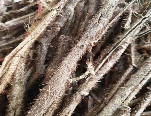 红毛五加皮中药材 新货 500g 刺五加皮 五加皮 手工去芯全皮【图片