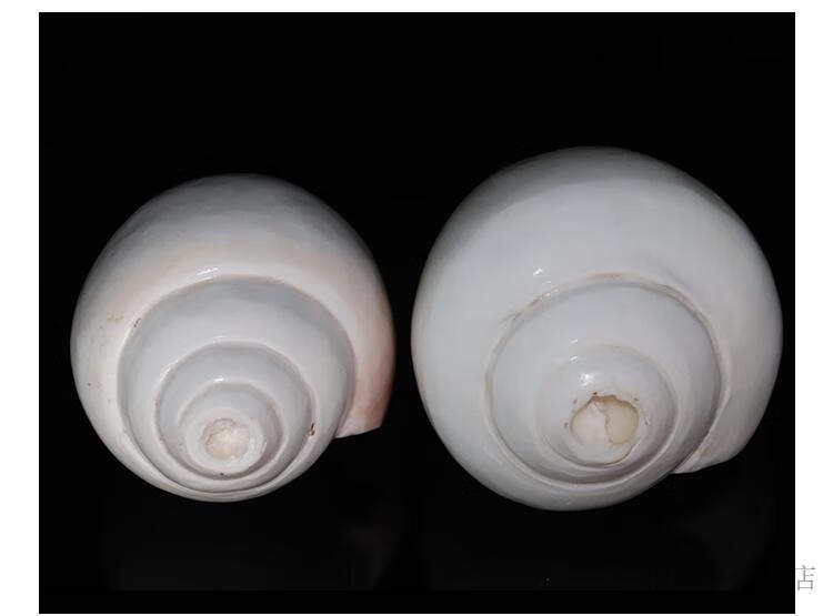 海螺法器尼泊尔现货天然大海螺藏传佛教密宗法器供品螺供养左右旋白