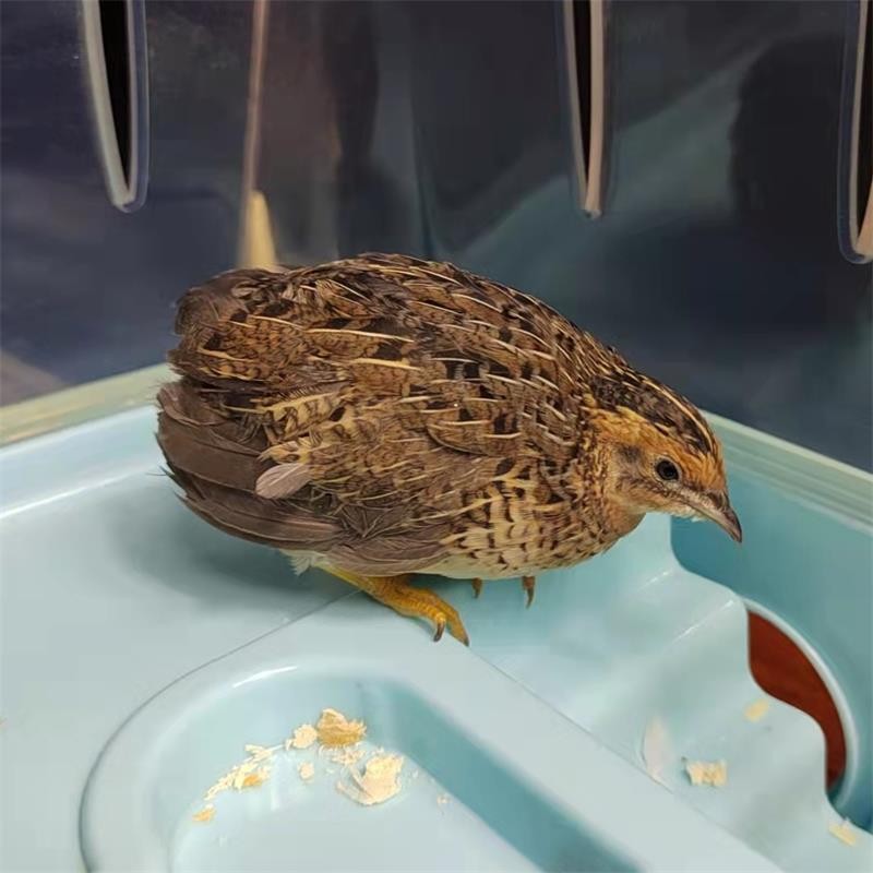 芦丁鸡活鸡观赏鸡阳台萌宠下蛋鸡活体活物鸡苗白色卢