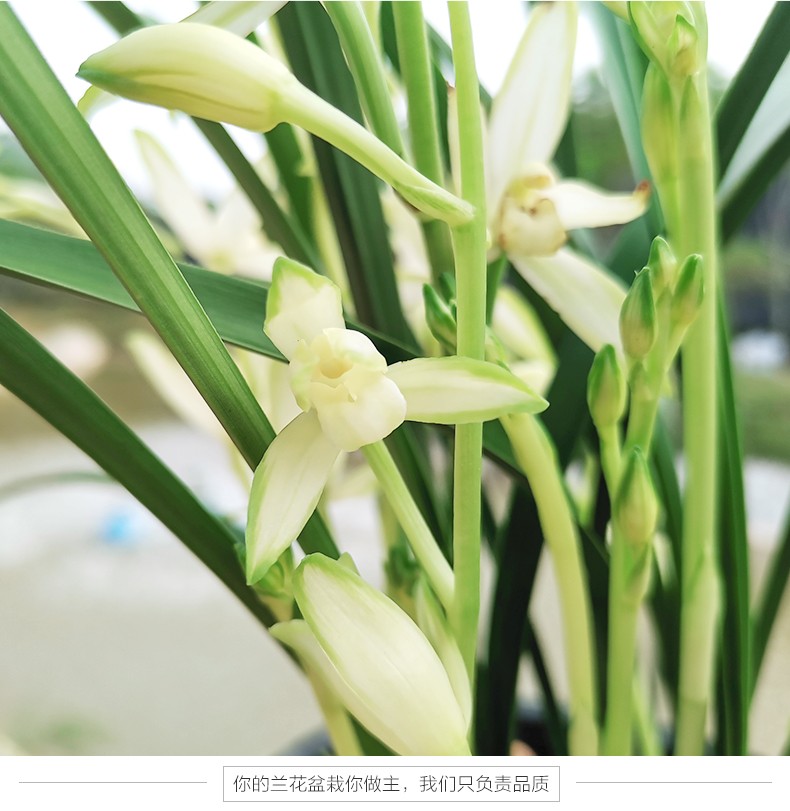 刘阁兰花苗国色天香夏带花苞浓香建兰室内外花卉盆栽绿植物好养爆盆79