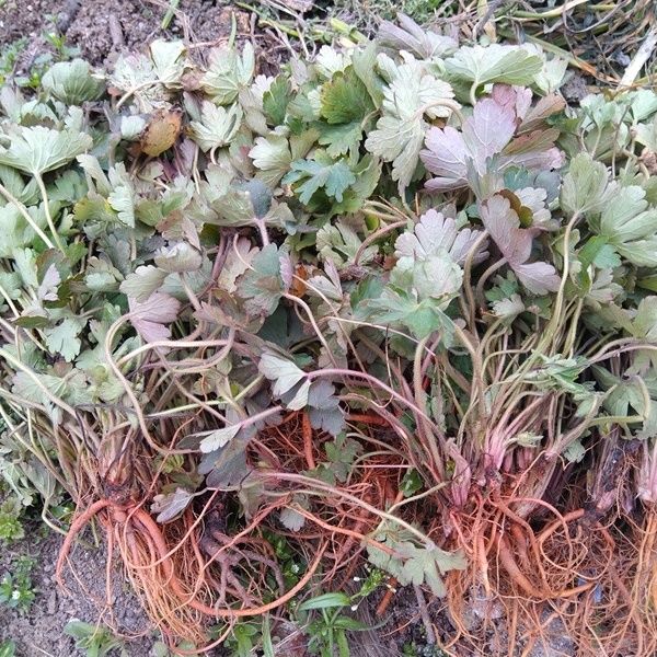 伟博贵州苗药新鲜生扯拢 中药材老鹳草老灌嘴五叶草老贯草破铜钱500克