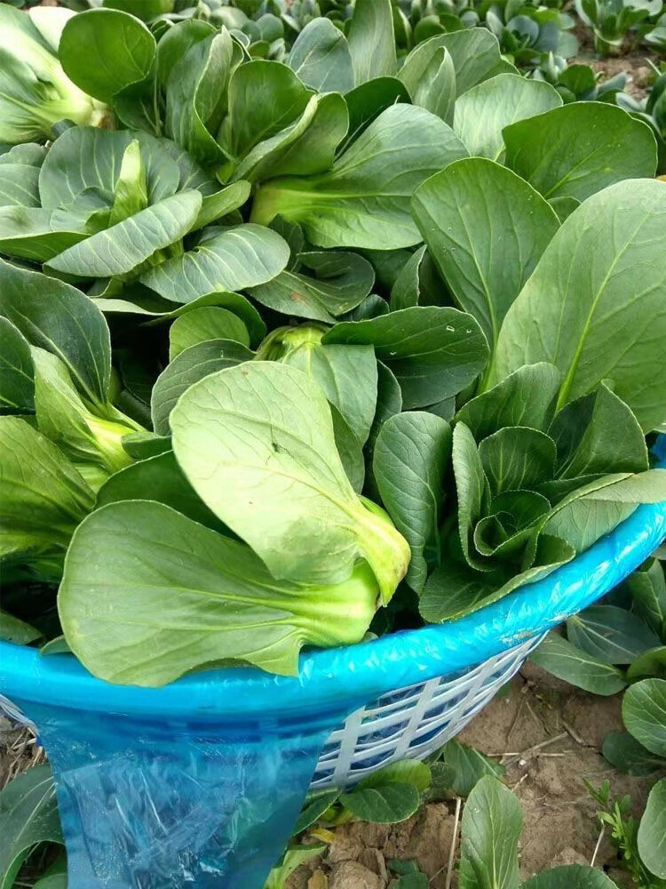 媚调 现摘上海青 新鲜蔬菜 上海崇明青菜 无冻伤矮脚 净重三斤装(份量