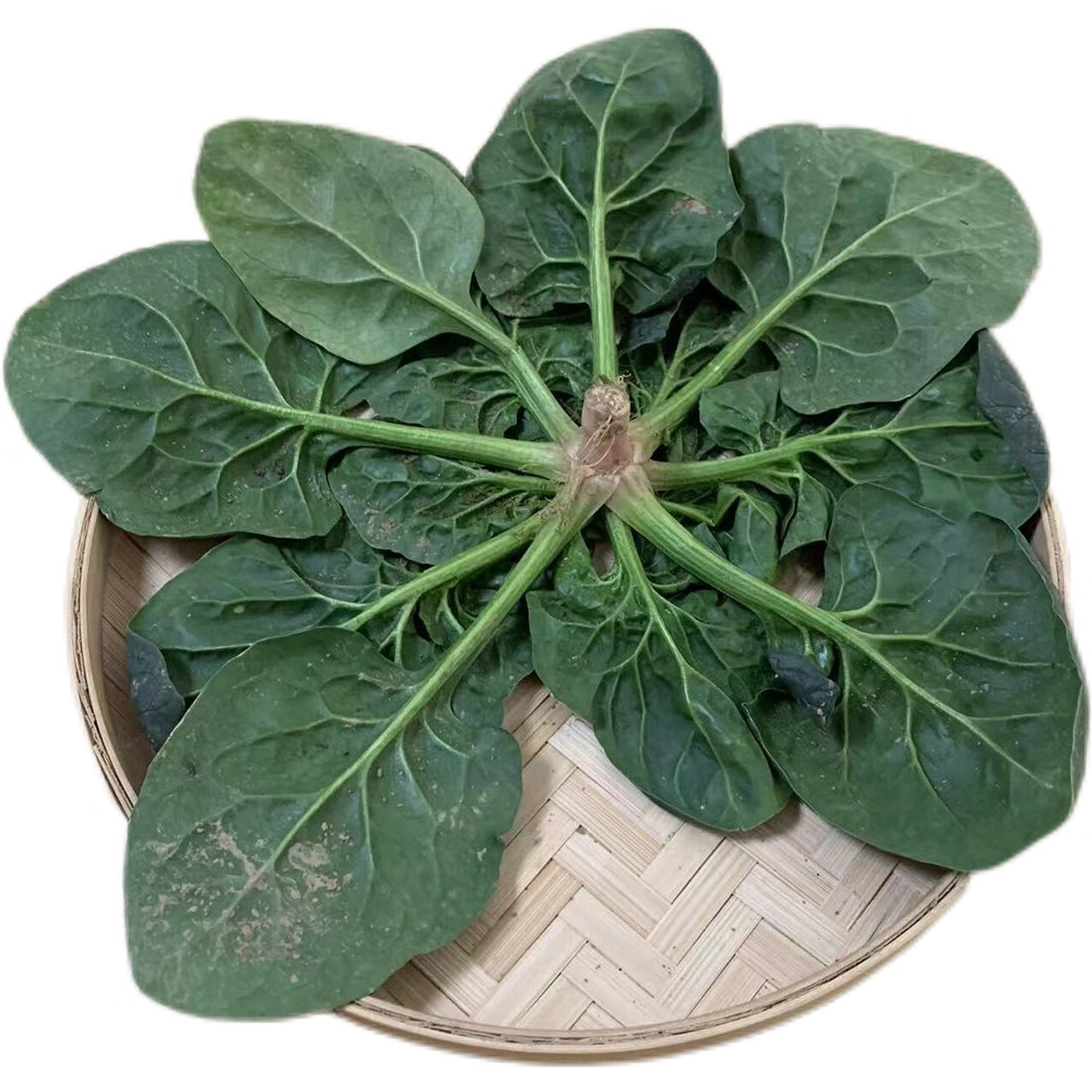 媚调 矮脚菠菜新鲜蔬菜趴地菠菜河南矮杆菠菜红根菠菜火锅青菜现摘